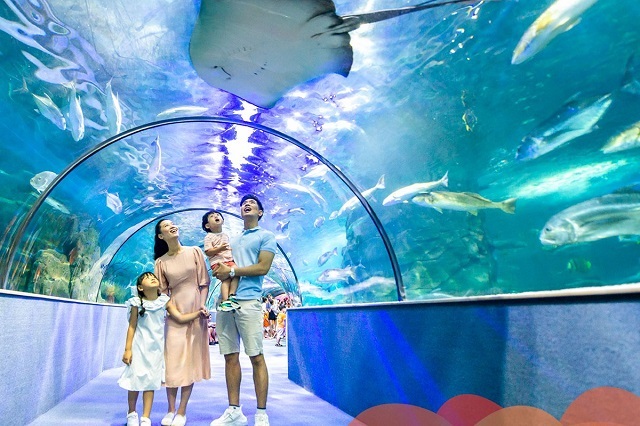 Bạn sẽ nhìn thấy những loài cá có kích thước khổng lồ bơi lội trên đầu